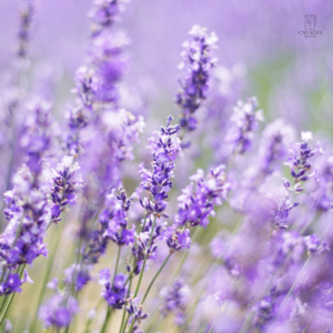 Lavanda