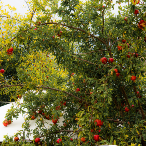 Frutales